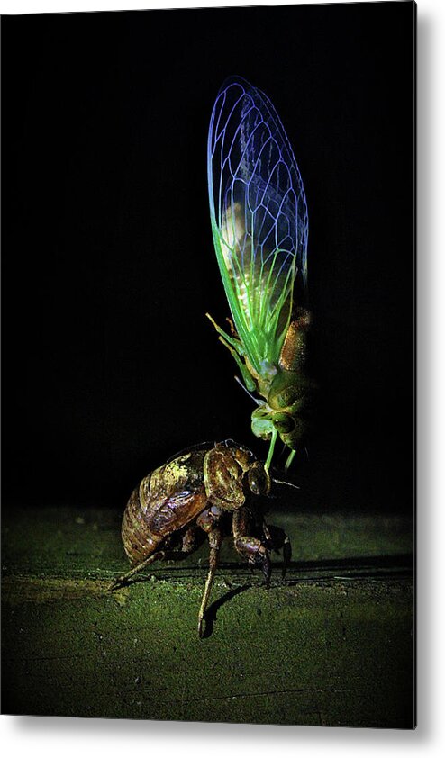 Cicada Metal Print featuring the photograph Rebirth by Jessica Brawley