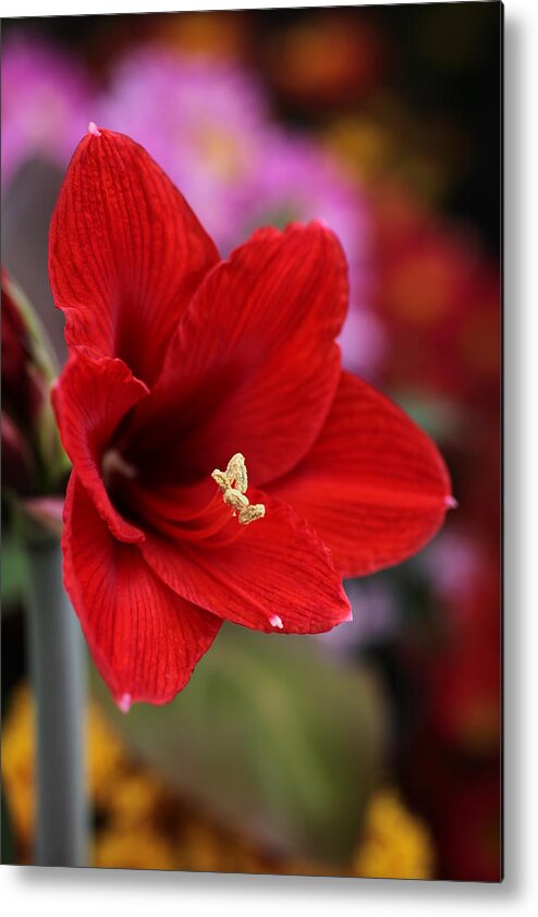Amaryllis Metal Print featuring the photograph Red Amaryllis by Tammy Pool
