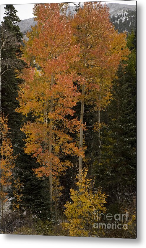 Aspens Metal Print featuring the photograph Red Aspens by Timothy Johnson