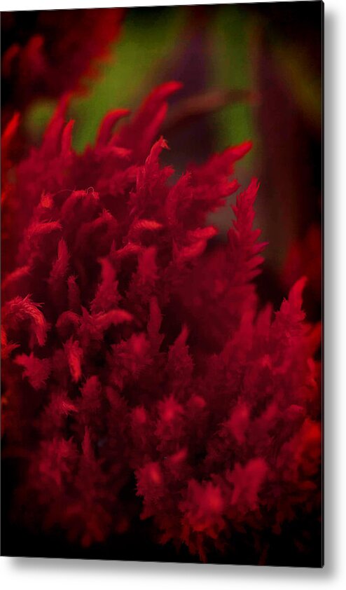 Red Metal Print featuring the photograph Red Beauty by Cherie Duran