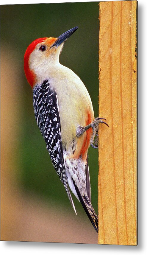 Woodpecker Metal Print featuring the photograph Red Bellied on Post by Alan Lenk