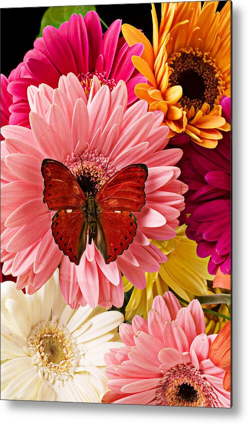 Butterfly Daisy Wings Flower Flowers Petal Petals Floral Metal Print featuring the photograph Red butterfly on bunch of flowers by Garry Gay