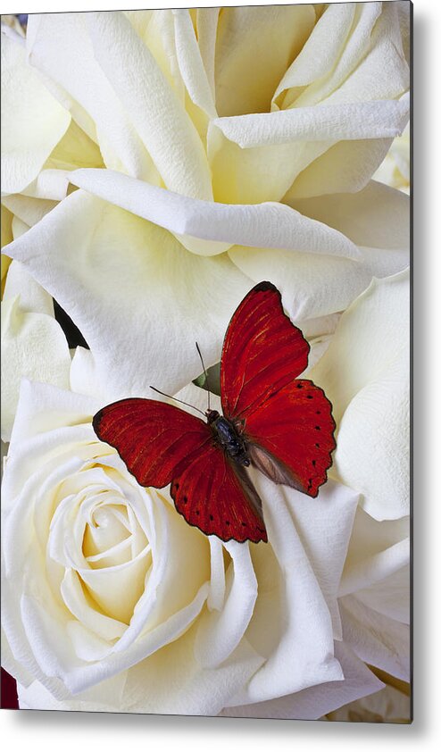 Red Metal Print featuring the photograph Red butterfly on white roses by Garry Gay