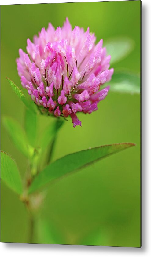 Red Clover Metal Print featuring the photograph Red Clover by Debbie Oppermann