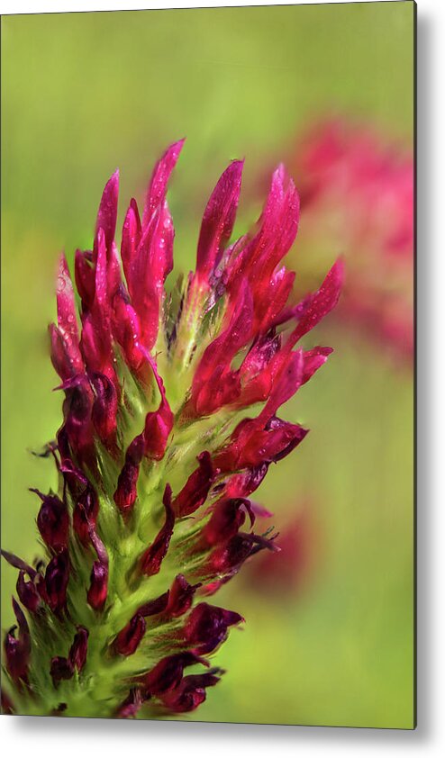 Red Clover Metal Print featuring the photograph Red Clover Macro by Barry Jones