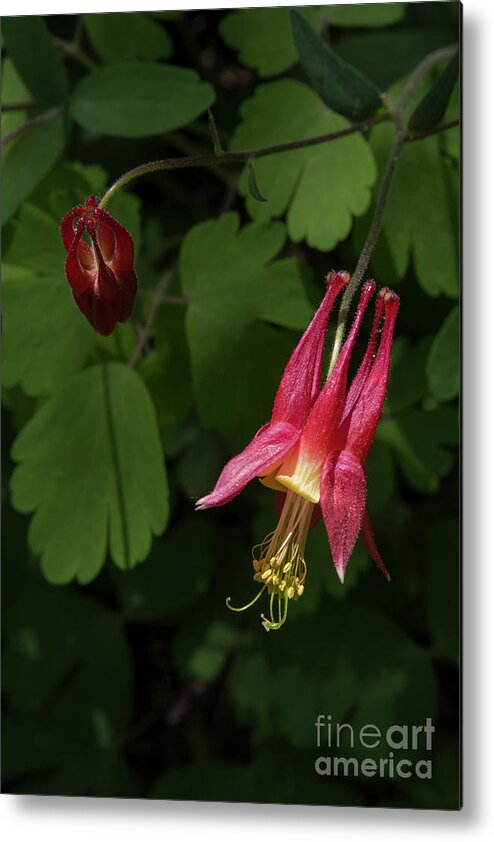 Columbines Metal Print featuring the photograph Red Columbines 1 by Chris Scroggins