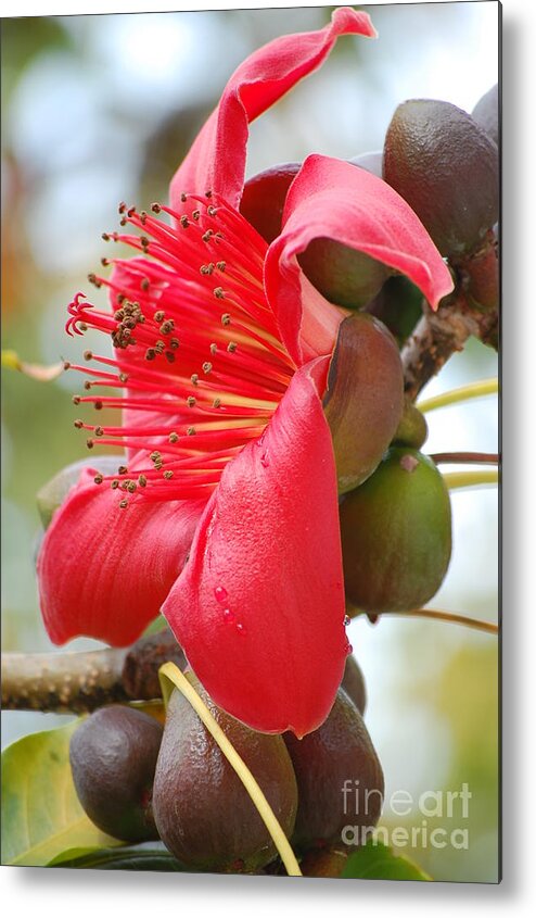Flower Metal Print featuring the photograph Red Cotton Tree by Robert Meanor
