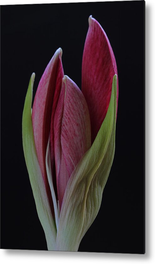 Flower Metal Print featuring the photograph Red Divine by Juergen Roth