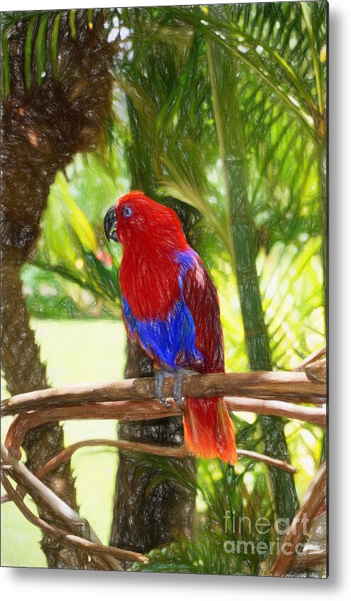 Hawaii Metal Print featuring the photograph Red Eclectus Parrot by Sue Melvin