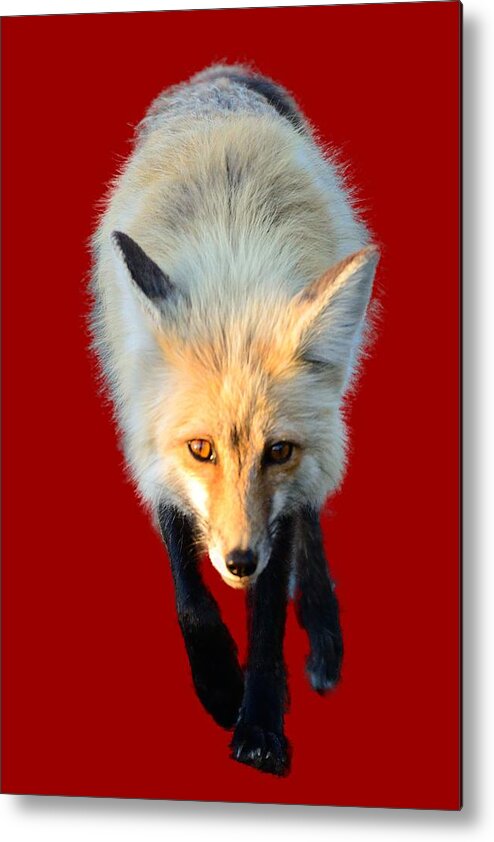 Red Fox Metal Print featuring the photograph Red Fox Shirt by Greg Norrell