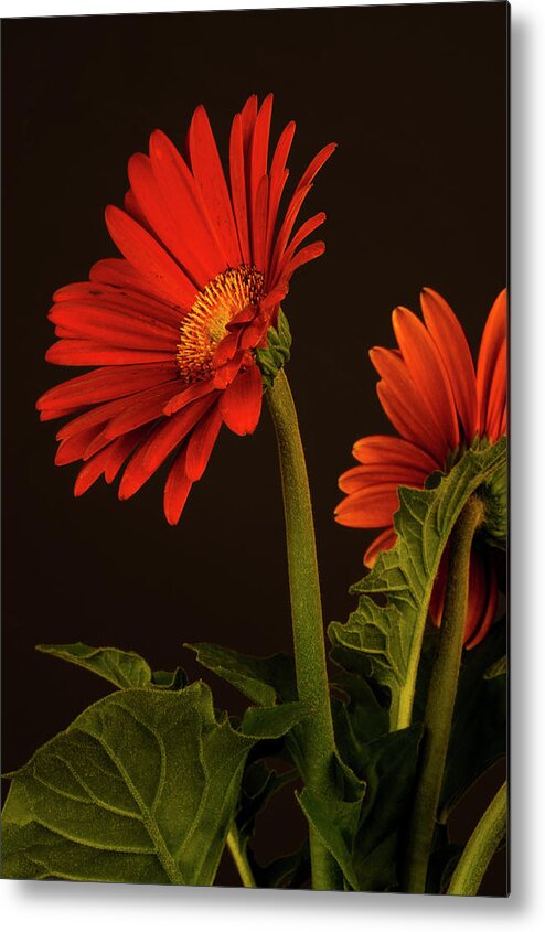 Red Metal Print featuring the photograph Red Gerbera Daisy 1 by Richard Rizzo
