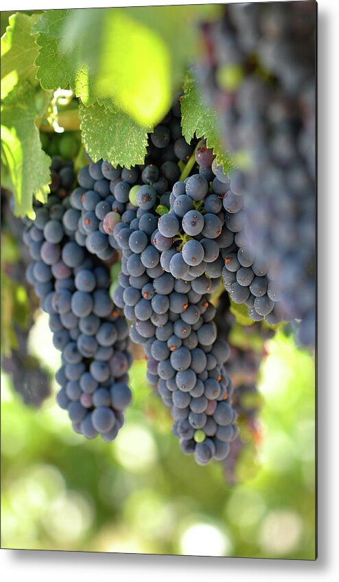 Green Metal Print featuring the photograph Red Grapes on the Vine by Brandon Bourdages