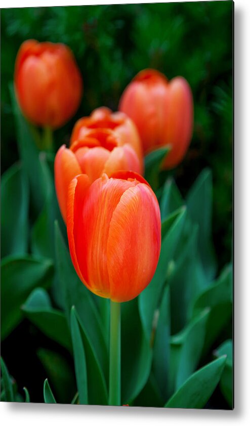 Spring Flowers Metal Print featuring the photograph Red Tulips by Az Jackson