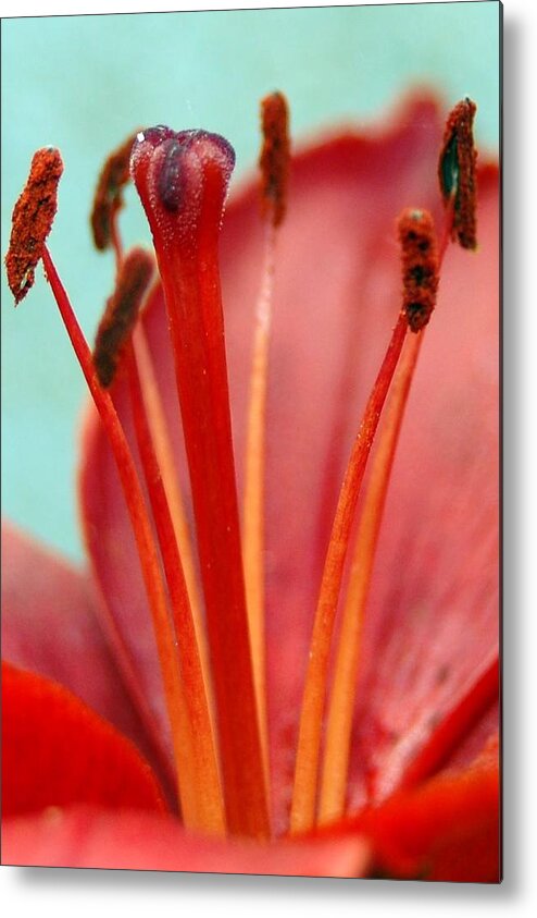 Flower Metal Print featuring the photograph Red Lily Reach by Amy Fose