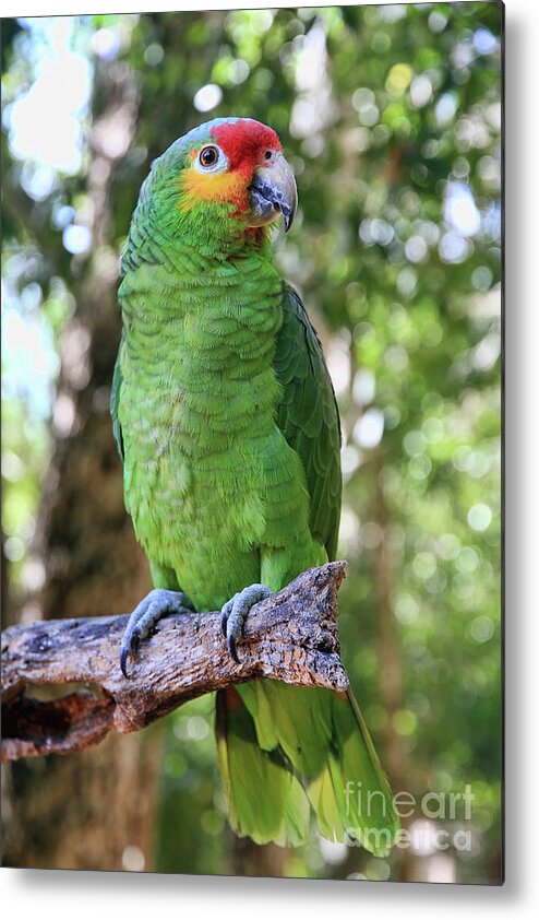 Animal Metal Print featuring the photograph Red-lored Amazon Parrot 2 by Teresa Zieba