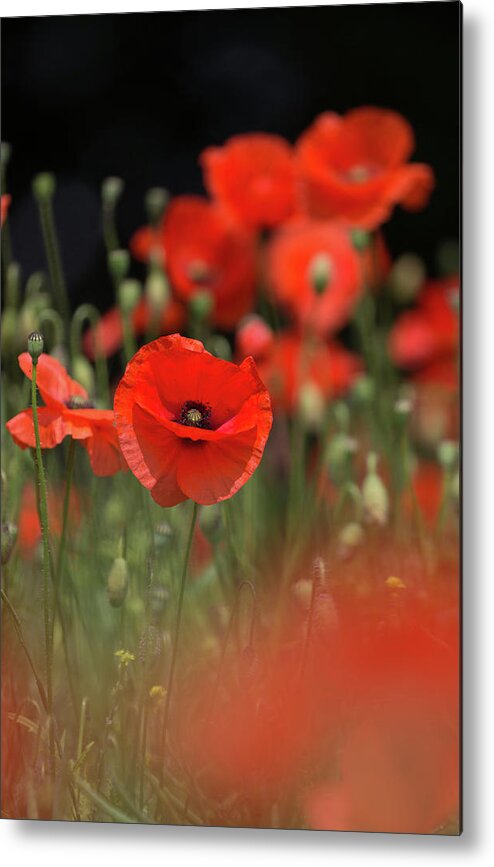 Wild Metal Print featuring the photograph Red On Black by Pete Walkden