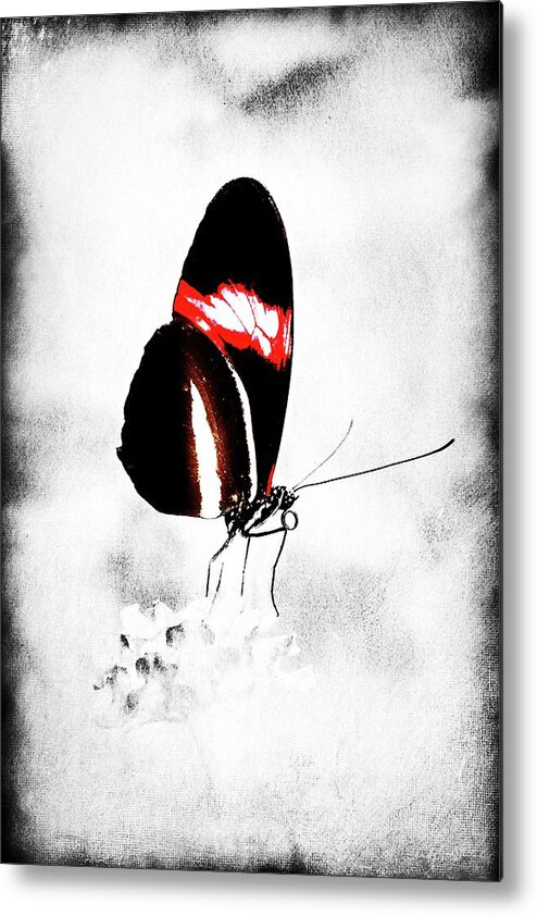 Butterfly Metal Print featuring the photograph Red Postman by Jaroslav Buna