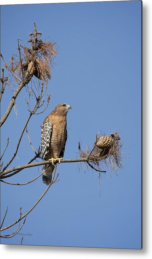 Red Metal Print featuring the photograph Red Shoulder Hawk by Deana Glenz