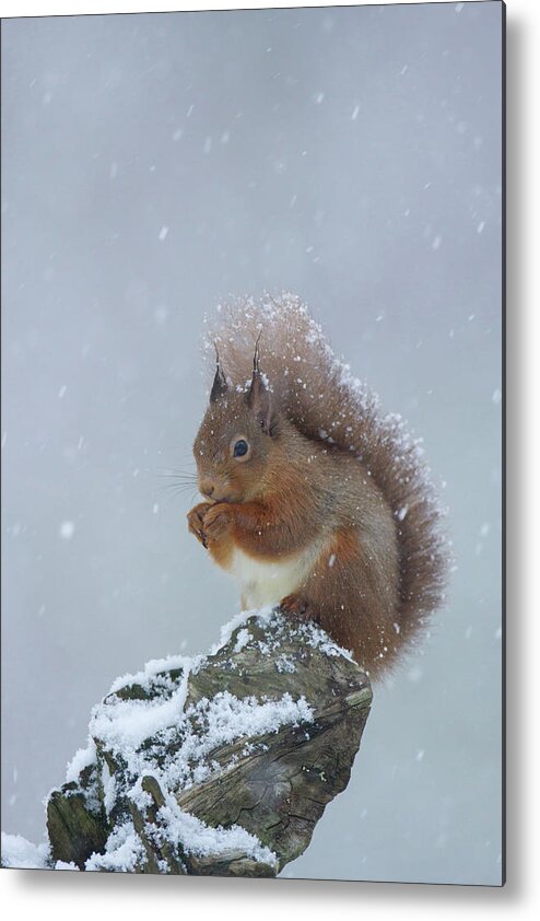 Red Metal Print featuring the photograph Red Squirrel In A Blizzard by Pete Walkden