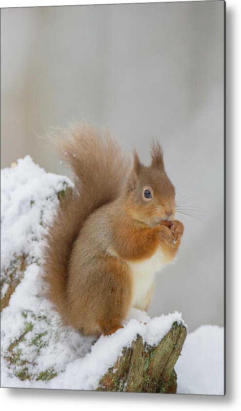 Red Metal Print featuring the photograph Red Squirrel In The Snow Side On by Pete Walkden