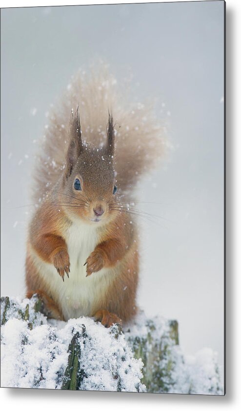 Red Metal Print featuring the photograph Red Squirrel In Winter by Pete Walkden
