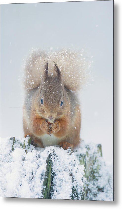 Red Metal Print featuring the photograph Red Squirrel Nibbles A Nut In The Snow by Pete Walkden
