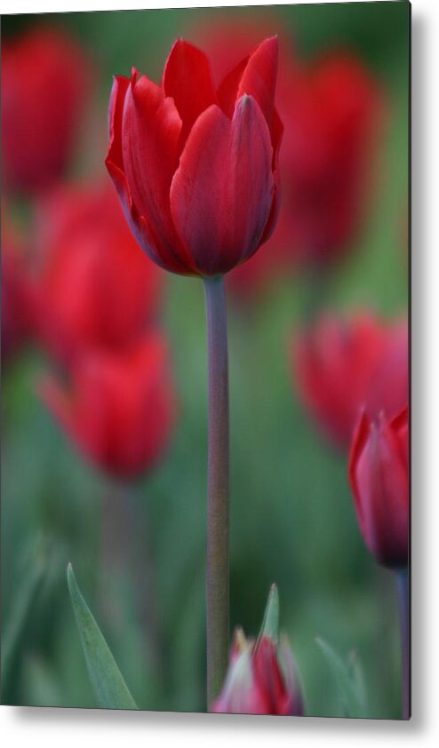 Red Tulip Metal Print featuring the photograph Red Tulip by Martina Fagan