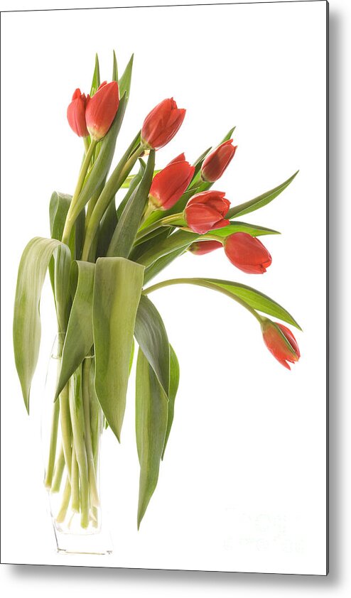 Botanical Metal Print featuring the photograph Red Tulips by Ann Garrett