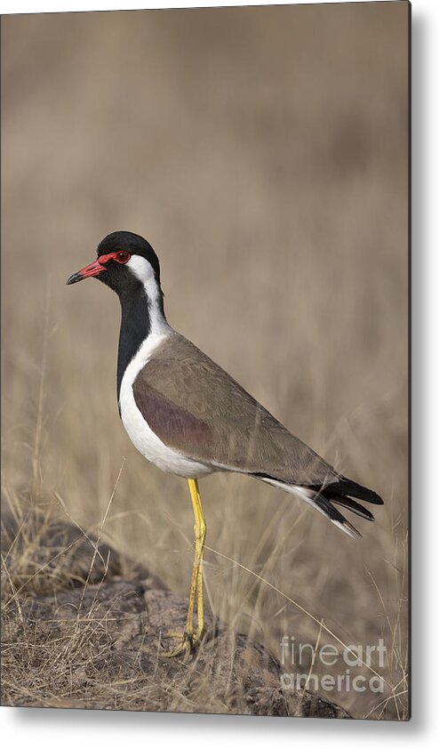 Red-wattled Lapwing Metal Print featuring the photograph Red-wattled Lapwing by Bernd Rohrschneider/FLPA