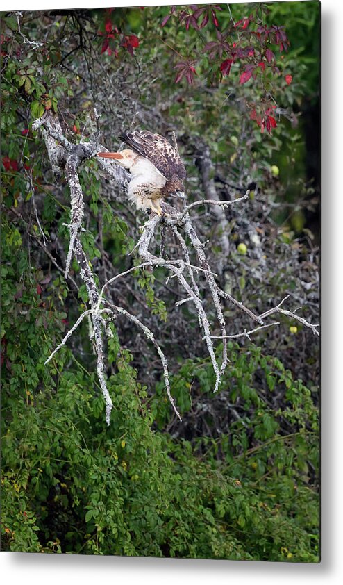 Redtail Hawk Metal Print featuring the photograph Redtail Hawk 092017 by Bill Wakeley