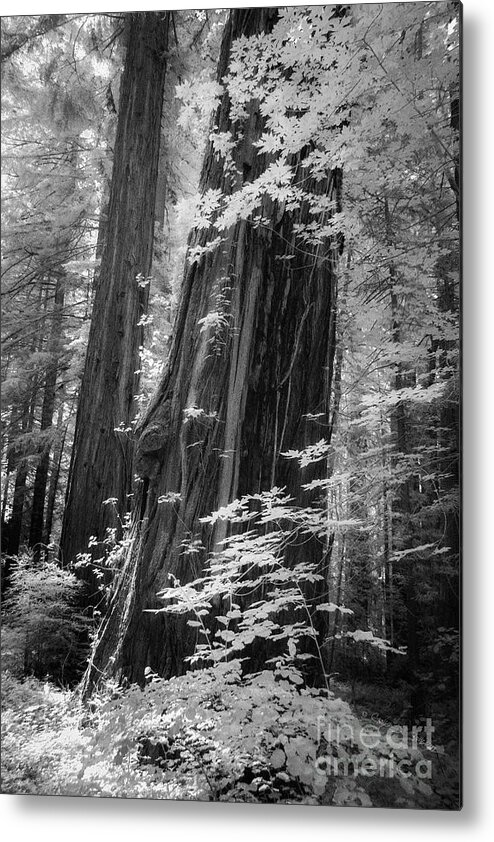 California Metal Print featuring the photograph Redwood Trunk by Craig J Satterlee