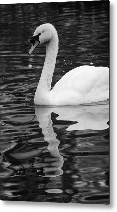 Lake Metal Print featuring the photograph Reflection of a white swan by AM FineArtPrints