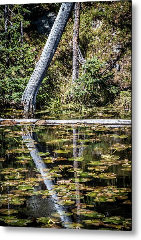 Autumn Metal Print featuring the photograph Reflections by Paul Freidlund