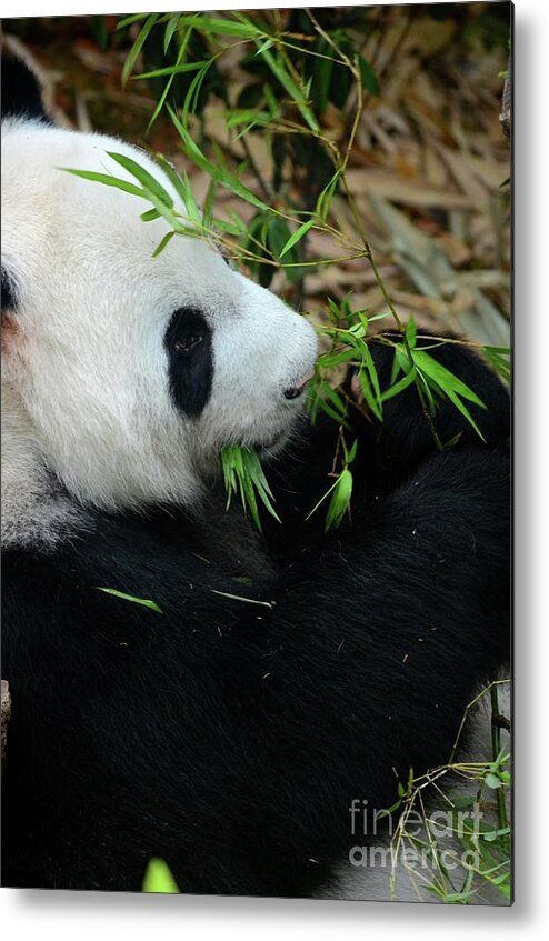 Panda Metal Print featuring the photograph Relaxed Panda bear eats with green leaves in mouth by Imran Ahmed