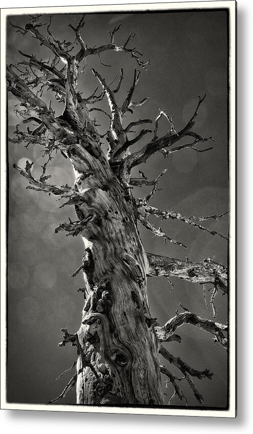 Tree Metal Print featuring the photograph Resilience in the Sierras by Lawrence Knutsson