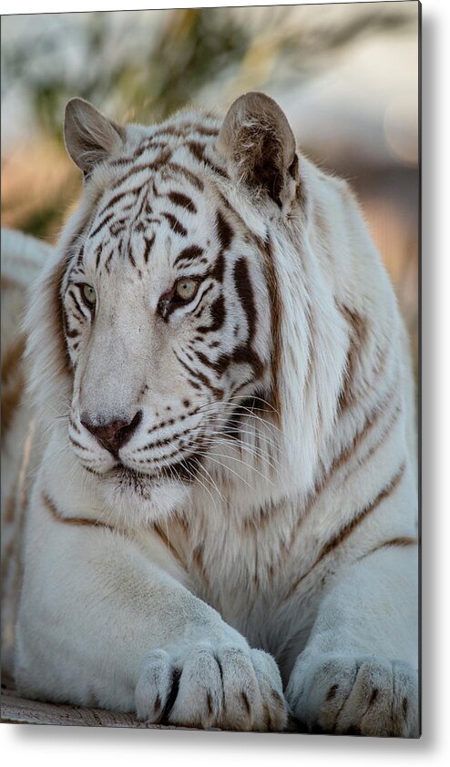 Animal Metal Print featuring the photograph Resting Tiger by Teresa Wilson