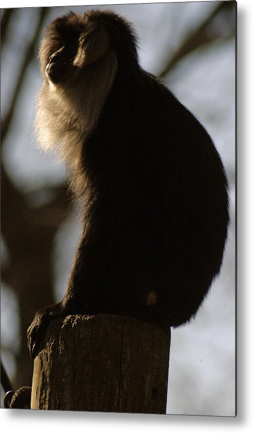 Memphis Zoo Metal Print featuring the photograph Rim Light by DArcy Evans