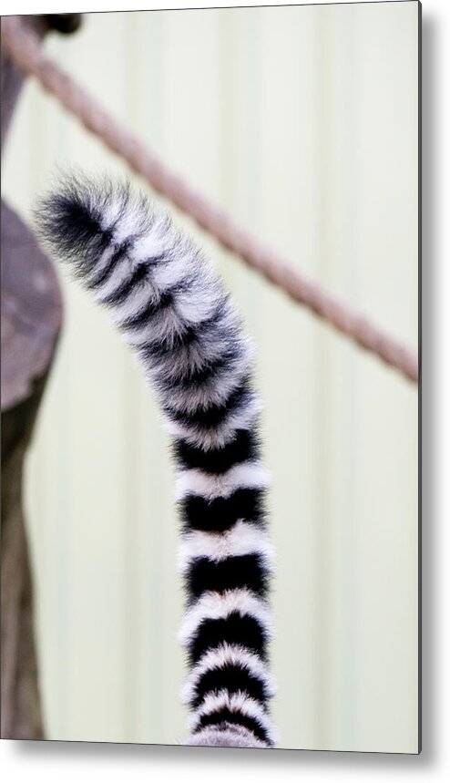 Australia Metal Print featuring the photograph Ring Tailed Lemur Tail by Steven Ralser
