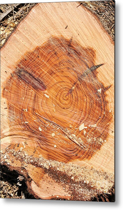 Annual Rings Metal Print featuring the photograph Rings on a tree trunk by Shay Levy