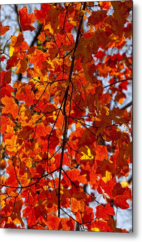 Leaves Metal Print featuring the photograph Riotous Reds by Robert Ullmann