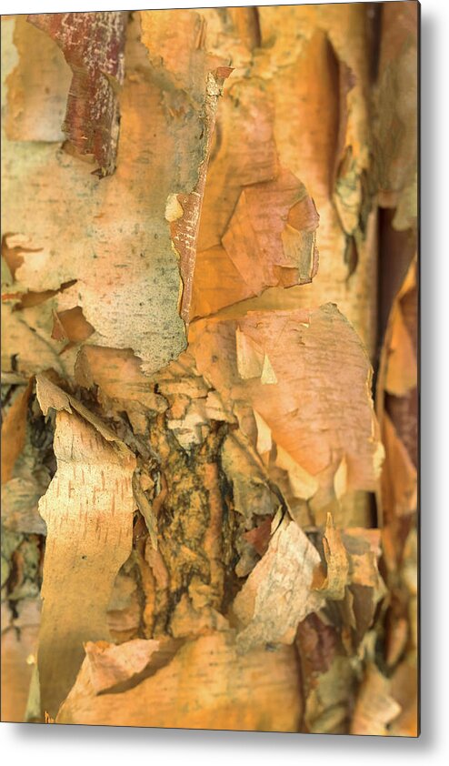 River Birch Tree Metal Print featuring the photograph River Birch by Tom Singleton