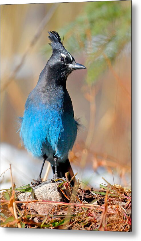 Rocky Metal Print featuring the photograph Rocky Mountain Steller's Jay by Nicholas Blackwell