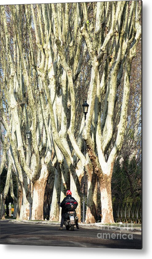Rome Metal Print featuring the photograph Roman trees by Andrew Michael