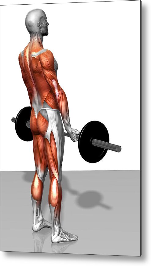 Vertical Metal Print featuring the photograph Romanian Deadlift (part 2 Of 2) by MedicalRF.com
