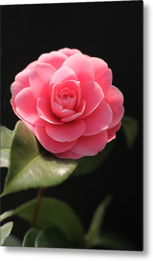 Romantic Metal Print featuring the photograph Romantic Camellia by Tammy Pool