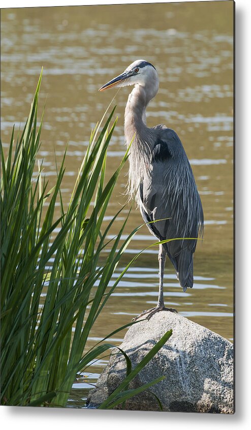 Blue Heron Metal Print featuring the photograph Roosting by Terry Dadswell