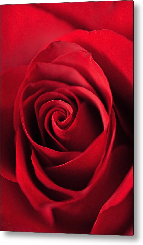 Macro Of Flowers Metal Print featuring the photograph Rose Red by Laura Mountainspring