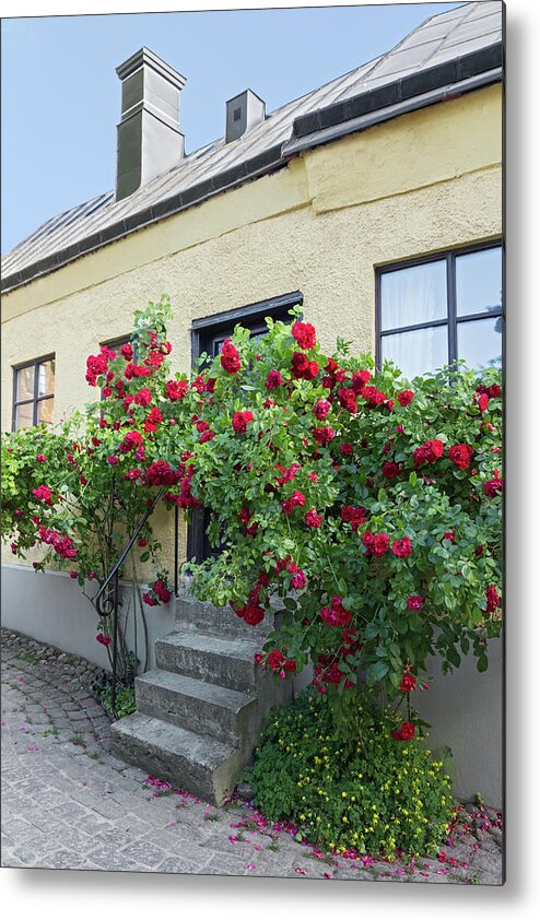 Roses Metal Print featuring the photograph Roses growing near the house in a Swedish town Visby by GoodMood Art