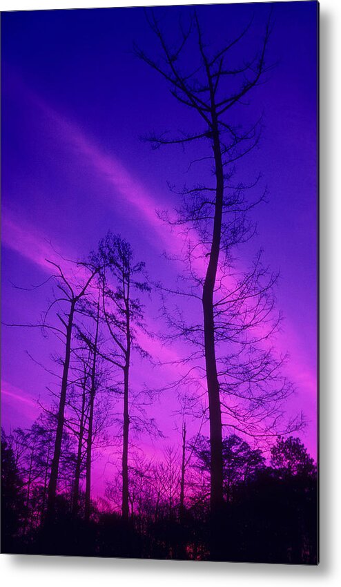 Tree; Winter; Trees; Sky; Clouds; Nature; Night; Evening; Silhouette Metal Print featuring the photograph Rosy Fingers of Dawn by Gerard Fritz