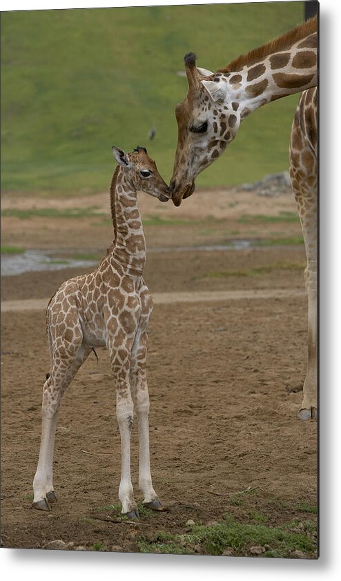 Mp Metal Print featuring the photograph Rothschild Giraffe Giraffa by San Diego Zoo